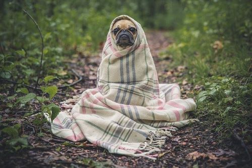 犬夜叉続編 放送日 いつ